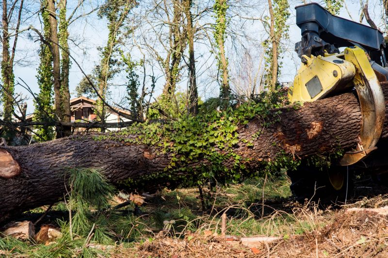 Ivy Removal Service