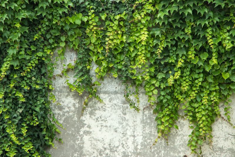 Removing Ivy from Walls