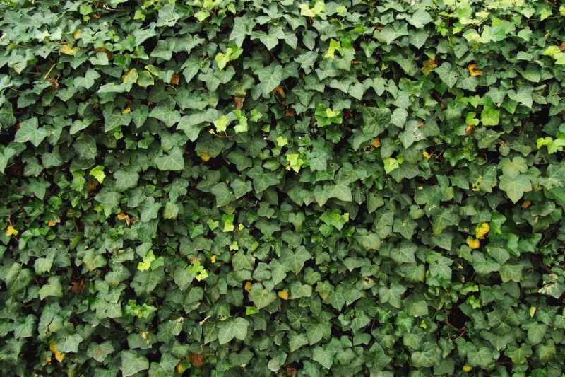 Ivy Removal Service