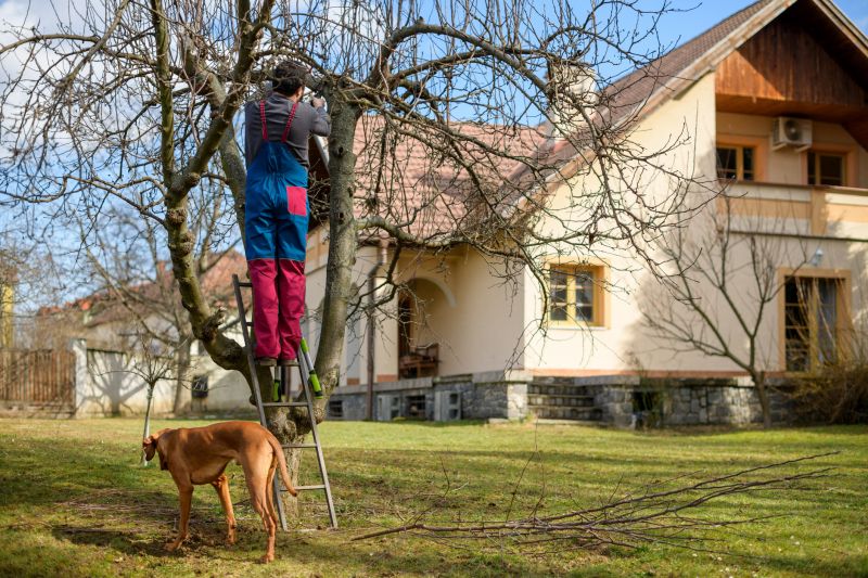 River Birch Trimming in Doylestown, PA