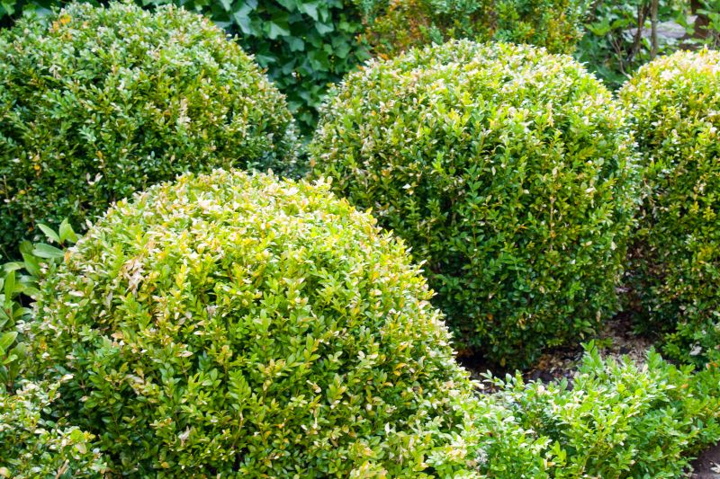 Shrubs with Uniform Shape