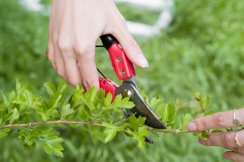 Shrub Pruning Tools