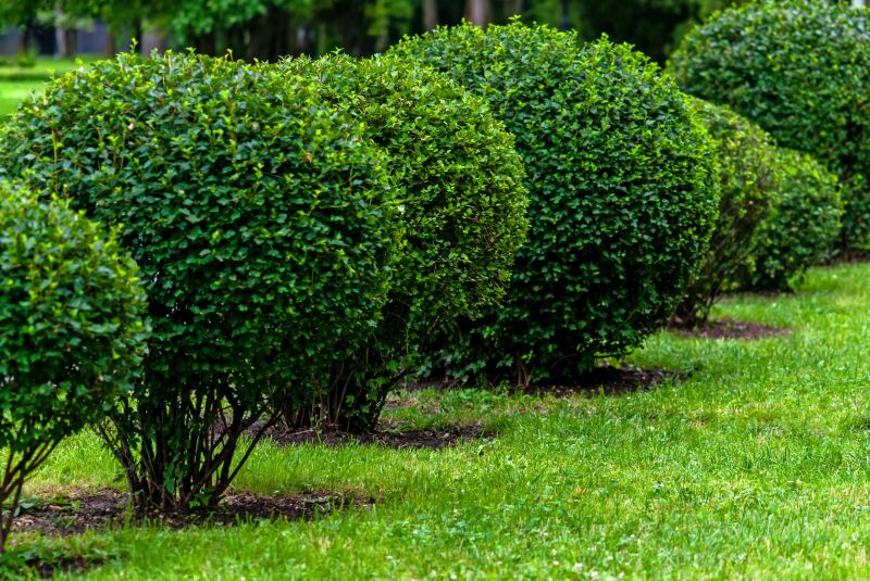 Well-Maintained Garden Shrubs