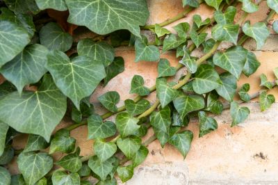 Both Residential and Commercial Ivy Removal
