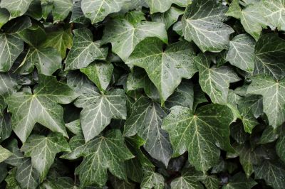 Remove and Dispose of Ivy Without Damage