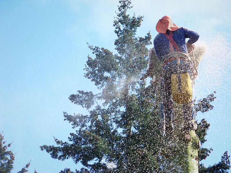 Palm Tree Removal in Allentown, PA